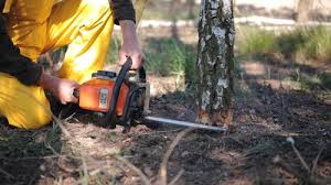 Best Tree Health Inspection  in Cypress, CA