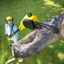 Best Tree Removal  in Cypress, CA