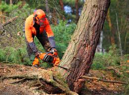 Best Utility Line Clearance  in Cypress, CA