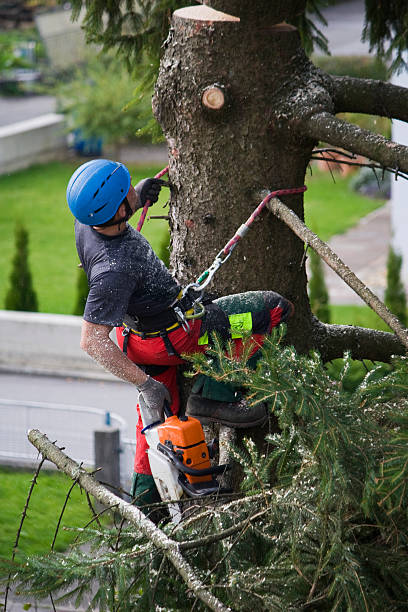 Best Tree Trimming and Pruning  in Cypress, CA