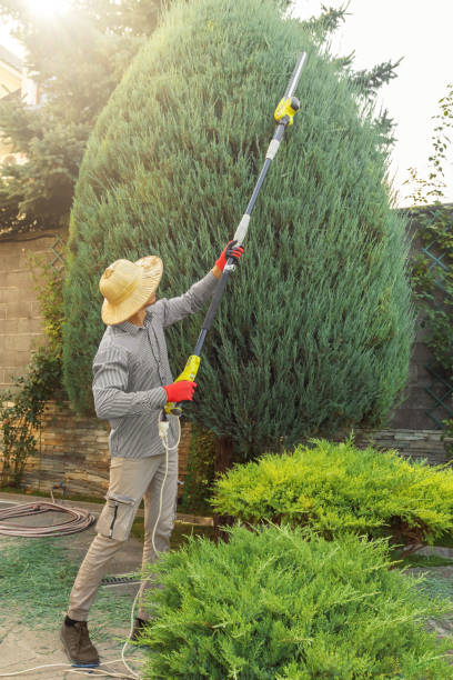 Best Lawn Pest Prevention  in Cypress, CA