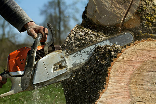 Best Lawn Renovation and Restoration  in Cypress, CA